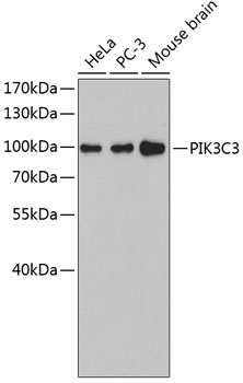 Western blot analysis of extracts of various cell lines using PIK3C3 Polyclonal Antibody.