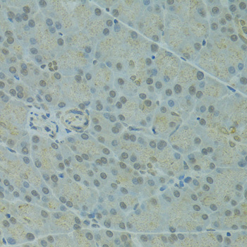 Immunohistochemistry of paraffin-embedded Rat pancreas using IVNS1ABP Polyclonal Antibody at dilution of  1:100 (40x lens).