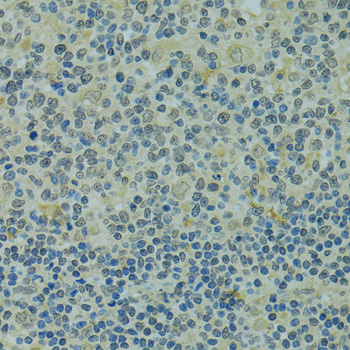 Immunohistochemistry of paraffin-embedded Human tonsil using IVNS1ABP Polyclonal Antibody at dilution of  1:100 (40x lens).