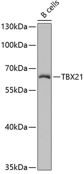 Western blot analysis of extracts of B-cell cells using TBX21 Polyclonal Antibody at dilution of 1:1000.