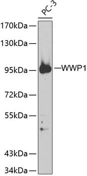 Western blot analysis of extracts of PC-3 cells using WWP1 Polyclonal Antibody.