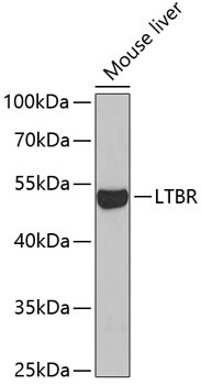 Western blot analysis of extracts of Mouse liver using LTBR Polyclonal Antibody at dilution of 1:1000.