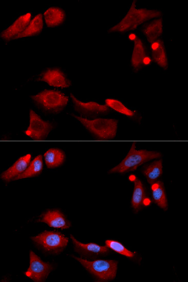 Immunofluorescence analysis of U2OS cells using GFRA1 Polyclonal Antibody