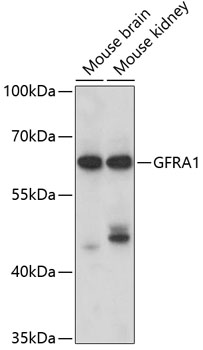 Western blot analysis of extracts of various cell lines using GFRA1 Polyclonal Antibody at dilution of 1:1000.