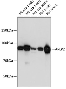Western blot analysis of extracts of various cell lines using APLP2 Polyclonal Antibody at dilution of 1:1000.