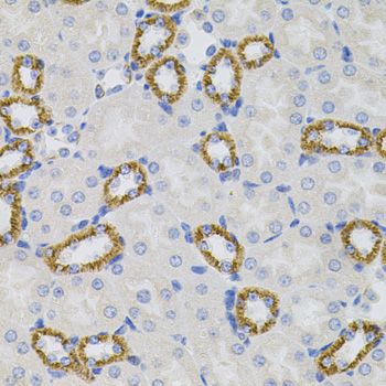 Immunohistochemistry of paraffin-embedded Mouse kidney using SIGMAR1 Polyclonal Antibody