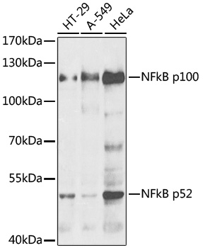 Western blot analysis of extracts of various cell lines using NFkB p100 / p52 Polyclonal Antibody.