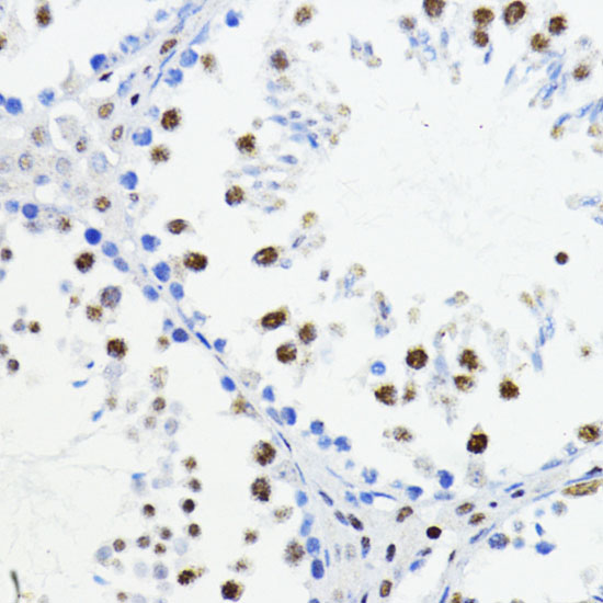 Immunohistochemistry of paraffin-embedded Mouse testis using ZEB1 Polyclonal Antibody at dilution of  1:200 (40x lens).