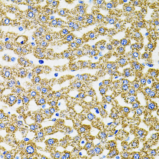 Immunohistochemistry of paraffin-embedded Rat liver using EPO Polyclonal Antibody