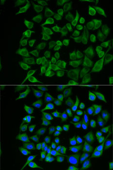 Immunofluorescence analysis of U2OS cells using PAEP Polyclonal Antibody