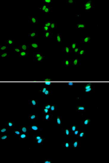 Immunofluorescence analysis of A549 cells using NR5A2 Polyclonal Antibody