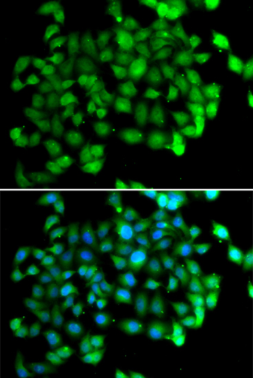 Immunofluorescence analysis of U2OS cells using APOBEC3C Polyclonal Antibody