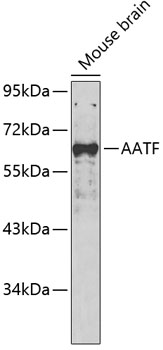 Western blot analysis of extracts of Mouse brain using AATF Polyclonal Antibody.