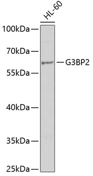Western blot analysis of extracts of HL-60 cells using G3BP2 Polyclonal Antibody at dilution of 1:1000.