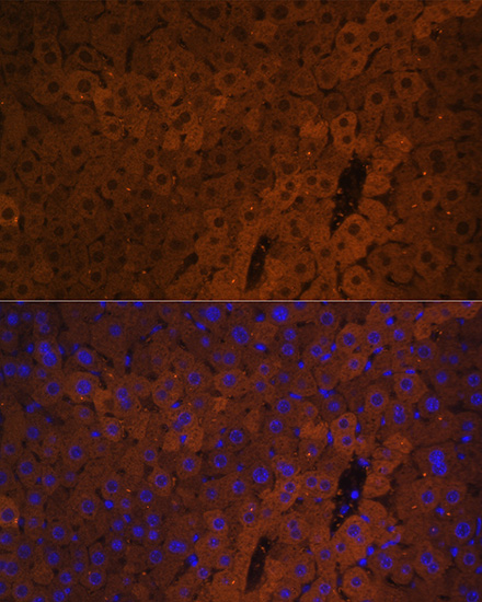 Immunofluorescence analysis of Mouse liver using UGT1A1 Polyclonal Antibody at dilution of  1:100. Blue: DAPI for nuclear staining.