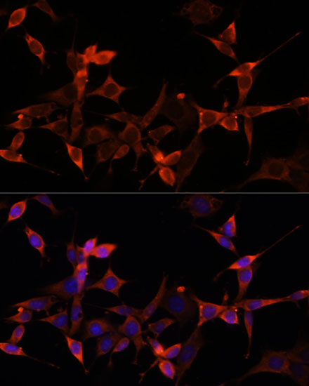 Immunofluorescence analysis of NIH-3T3 cells using AKT1S1 Polyclonal Antibody at dilution of  1:100 (40x lens). Blue: DAPI for nuclear staining.