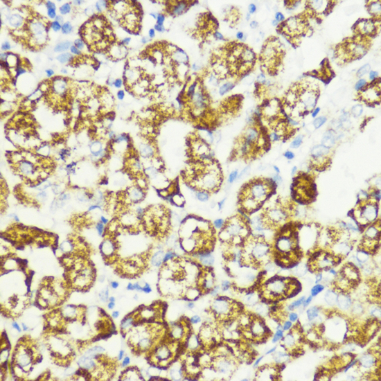 Immunohistochemistry of paraffin-embedded Human stomach using AKT1S1 Polyclonal Antibody at dilution of  1:200 (40x lens).