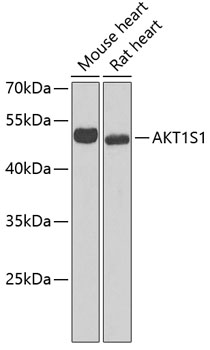Western blot analysis of extracts of various cell lines using AKT1S1 Polyclonal Antibody at dilution of 1:1000.