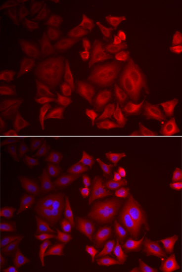 Immunofluorescence analysis of U2OS cells using XCL1 Polyclonal Antibody