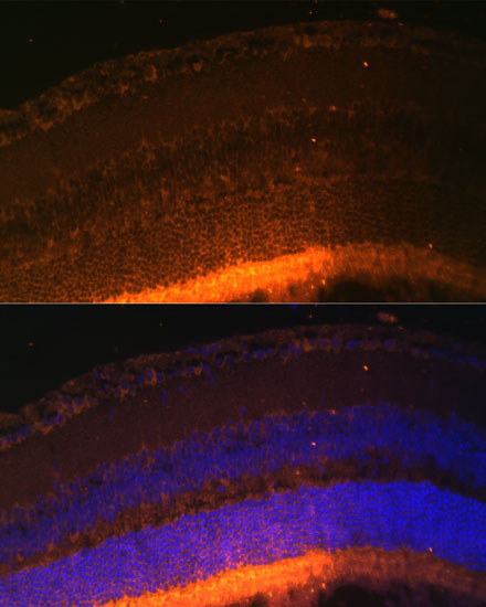 Immunofluorescence analysis of Mouse retina using GRK1 Polyclonal Antibody at dilution of  1:100 (40x lens). Blue: DAPI for nuclear staining.