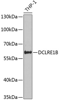 Western blot analysis of extracts of THP-1 cells using DCLRE1B Polyclonal Antibody at dilution of 1:1000.