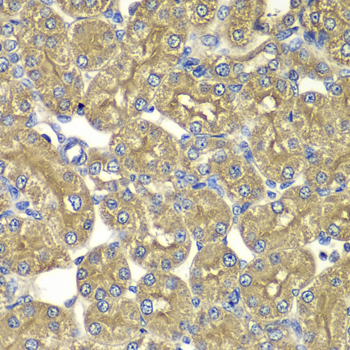 Immunohistochemistry of paraffin-embedded Rat kidney using PSMD5 Polyclonal Antibody at dilution of  1:100 (40x lens).