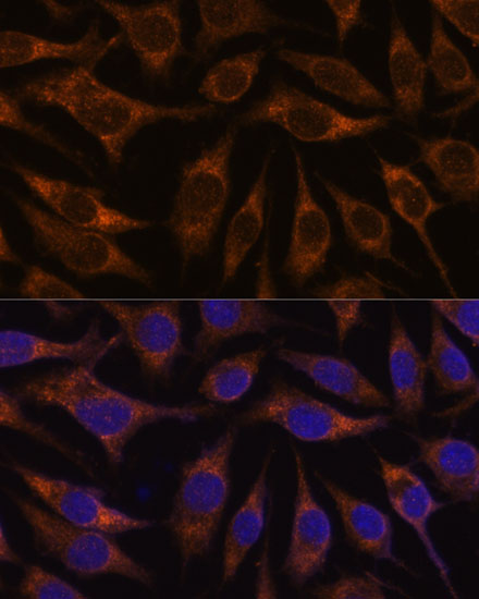Immunofluorescence analysis of L929 cells using AGR2 Polyclonal Antibody at dilution of  1:100. Blue: DAPI for nuclear staining.