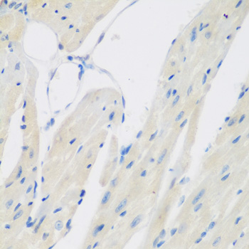 Immunohistochemistry of paraffin-embedded Mouse heart using CCL26 Polyclonal Antibody at dilution of  1:200 (40x lens).