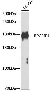 Western blot analysis of extracts of HL-60 cells using RPGRIP1 Polyclonal Antibody at dilution of 1:1000.