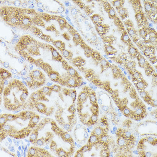 Immunohistochemistry of paraffin-embedded Mouse kidney using ACAT2 Polyclonal Antibody at dilution of  1:100 (40x lens).