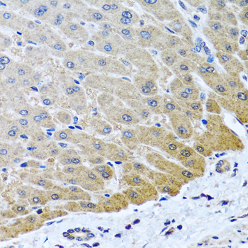 Immunohistochemistry of paraffin-embedded Human liver using ARSF Polyclonal Antibody at dilution of  1:100 (40x lens).