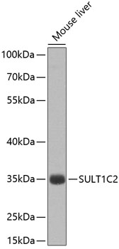 Western blot analysis of extracts of Mouse liver using SULT1C2 Polyclonal Antibody at dilution of 1:1000.