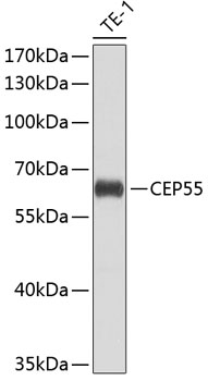 Western blot analysis of extracts of THP-1 cells using CEP55 Polyclonal Antibody at dilution of 1:1000.