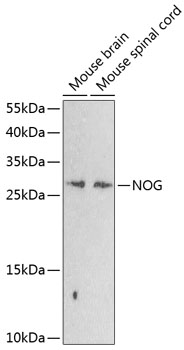 Western blot analysis of extracts of various cell lines using NOG Polyclonal Antibody at dilution of 1:1000.