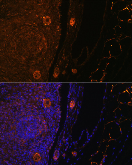 Immunofluorescence analysis of Rat oophoroma cells using ZP3 Polyclonal Antibody at dilution of  1:100. Blue: DAPI for nuclear staining.