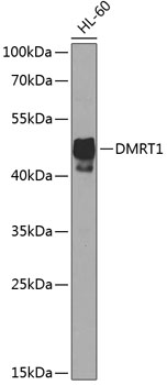 Western blot analysis of extracts of HL-60 cells using DMRT1 Polyclonal Antibody at dilution of 1:1000.