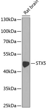 Western blot analysis of extracts of Rat brain using STX5 Polyclonal Antibody at dilution of 1:1000.