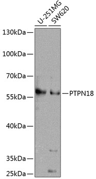 Western blot analysis of extracts of various cell lines using PTPN18 Polyclonal Antibody at dilution of 1:1000.