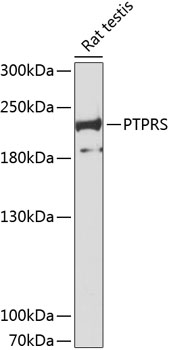Western blot analysis of extracts of Rat testis using PTPRS Polyclonal Antibody at dilution of 1:3000.