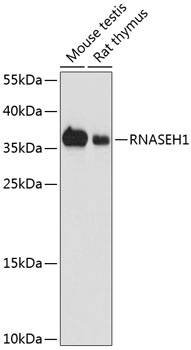 Western blot analysis of extracts of various cell lines using RNASEH1 Polyclonal Antibody at dilution of 1:1000.