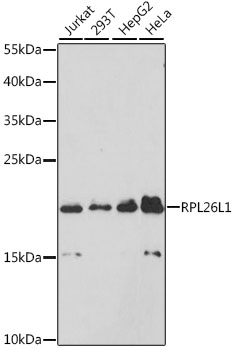 Western blot analysis of extracts of various cell lines using RPL26L1 Polyclonal Antibody at dilution of 1:3000.