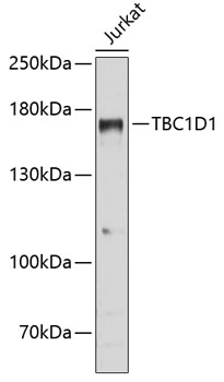 Western blot analysis of extracts of Jurkat cells using TBC1D1 Polyclonal Antibody at dilution of 1:3000.