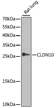 Western blot analysis of extracts of Rat lung using CLDN10 Polyclonal Antibody at dilution of 1:1000.