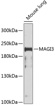 Western blot analysis of extracts of Mouse lung using MAGI3 Polyclonal Antibody at dilution of 1:1000.