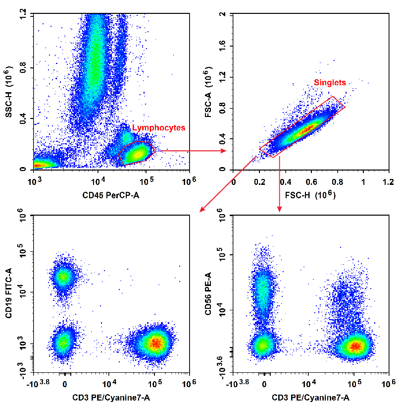 Human peripheral blood lymphocytes are stained with Anti-Human CD19-FITC/CD56-PE/CD3-PE/Cyanine7/CD45-PerCP Cocktail.