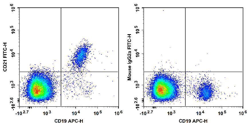 Human peripheral blood lymphocytes are stained with APC Anti-Human CD19 Antibody and FITC Anti-Human CD21 Antibody[HI21a] (Left). Lymphocytes are stained with APC Anti-Human CD19 Antibody and FITC Mouse IgG2a, κ Isotype Control (Right).