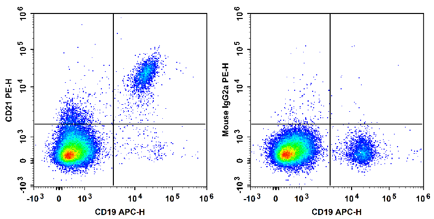 Human peripheral blood lymphocytes are stained with APC Anti-Human CD19 Antibody and PE Anti-Human CD21 Antibody[HI21a] (Left). Lymphocytes are stained with APC Anti-Human CD19 Antibody and PE Mouse IgG2a, κ Isotype Control (Right).