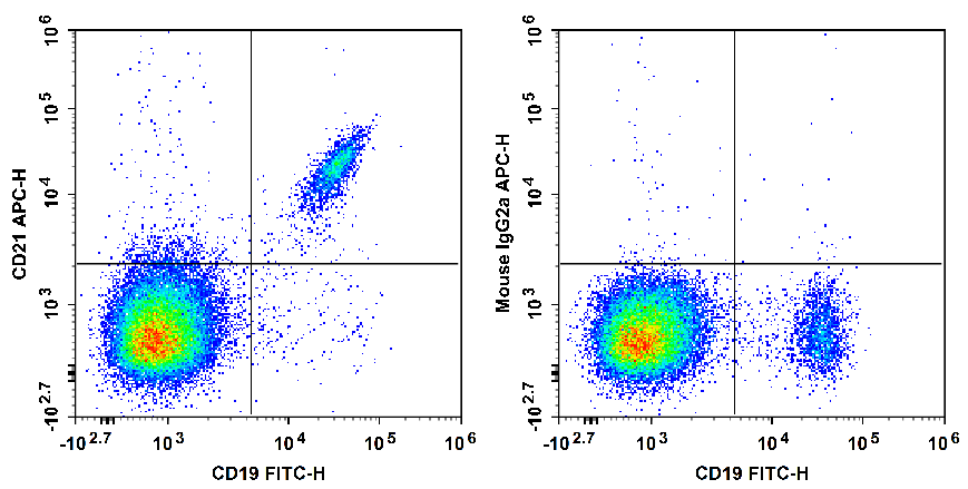 Human peripheral blood lymphocytes are stained with FITC Anti-Human CD19 Antibody and APC Anti-Human CD21 Antibody[HI21a] (Left). Lymphocytes are stained with FITC Anti-Human CD19 Antibody and APC Mouse IgG2a, κ Isotype Control (Right).