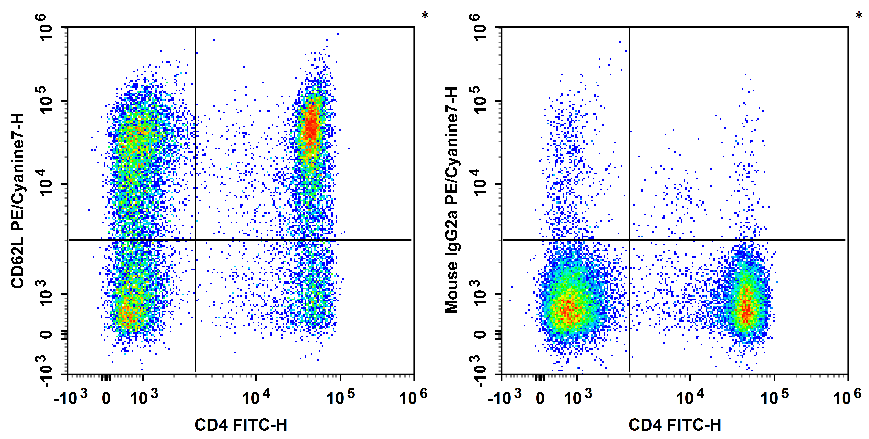 Human peripheral blood lymphocytes are stained with FITC Anti-Human CD4 Antibody and PE/Cyanine7 Anti-Human CD62L Antibody[HI62L] (Left). Lymphocytes are stained with FITC Anti-Human CD4 Antibody and PE/Cyanine7 Mouse IgG2a, κ Isotype Control (Right).