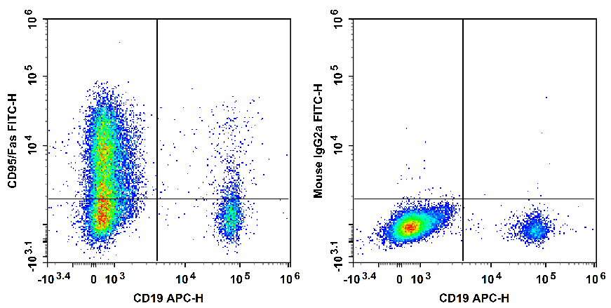 Staining of normal human peripheral blood cells with APC Anti-Human CD19 Antibody and FITC Anti-Human CD95/Fas Antibody[HFE7A/APO] (left) or FITC Mouse IgG2a, κ Isotype Control (right). Cells in the lymphocytes gate were used for analysis.